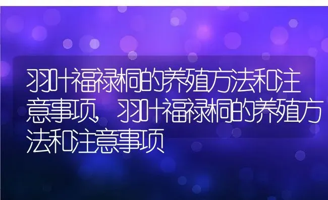 羽叶福禄桐的养殖方法和注意事项,羽叶福禄桐的养殖方法和注意事项 | 养殖科普