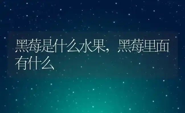 黑莓是什么水果,黑莓里面有什么 | 养殖学堂