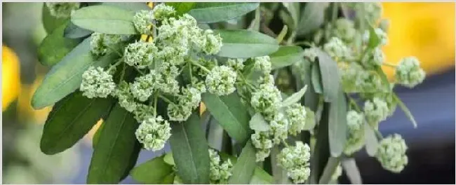 糖胶树花为什么那么臭 | 农广天地