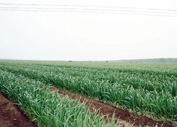 大蒜播种后管理要注意什么 | 生活妙招