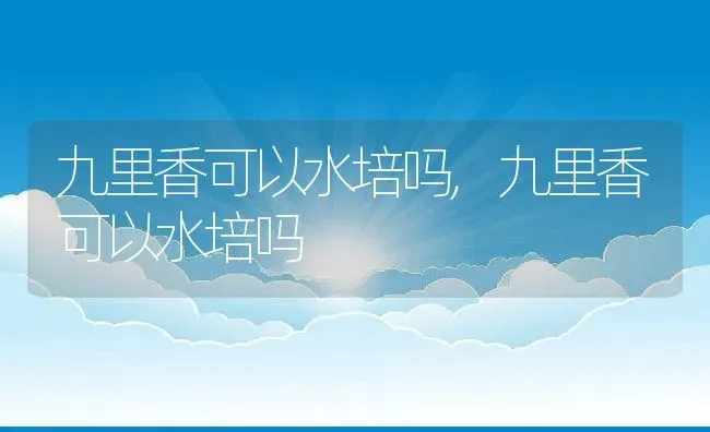 九里香可以水培吗,九里香可以水培吗 | 养殖科普