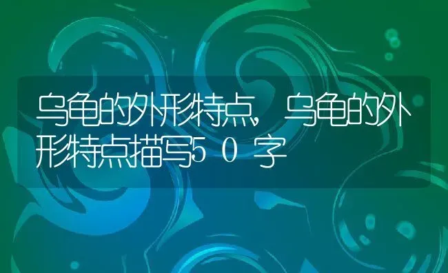 乌龟的外形特点,乌龟的外形特点描写50字 | 养殖科普