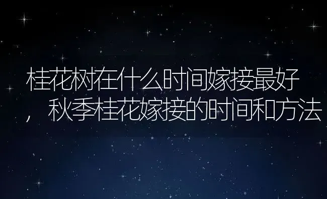 桂花树在什么时间嫁接最好,秋季桂花嫁接的时间和方法 | 养殖学堂