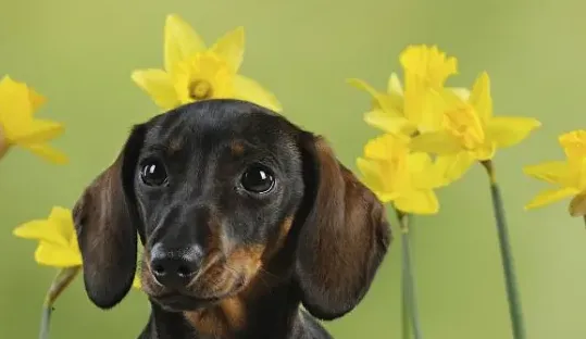 腊肠犬的优点和缺点,腊肠犬优点和缺点？