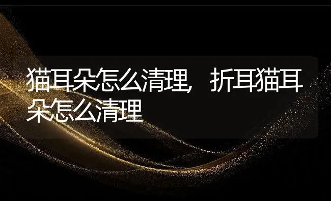 猫耳朵怎么清理,折耳猫耳朵怎么清理 | 养殖科普
