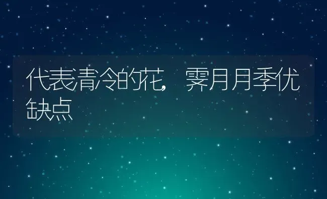 代表清冷的花,霁月月季优缺点 | 养殖学堂