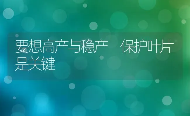 要想高产与稳产 保护叶片是关键 | 养殖知识