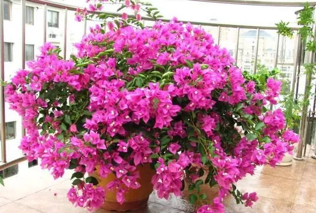 三角梅怎么修剪才开花,三角梅冬季怎么修剪才开花爆盆？