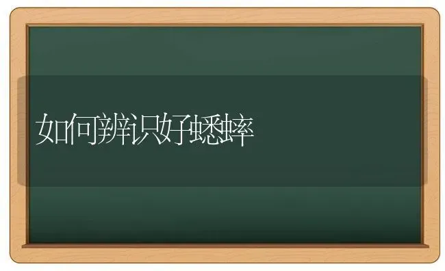 如何辨识好蟋蟀 | 养殖知识