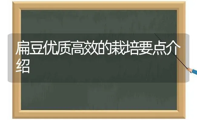 扁豆优质高效的栽培要点介绍 | 养殖技术大全