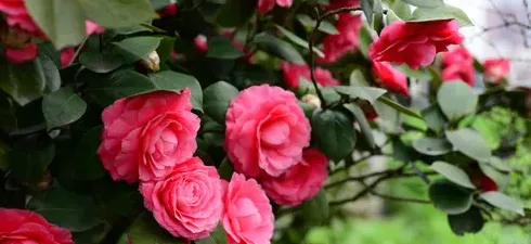 茶花如何浇水养护,山茶花怎么养才茂盛？