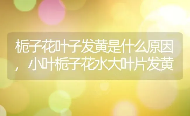 栀子花叶子发黄是什么原因,小叶栀子花水大叶片发黄 | 养殖学堂