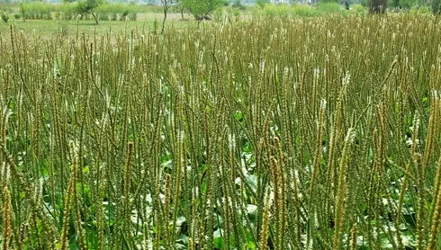 种植什么中药材前景好,种植什么中药材前景好？