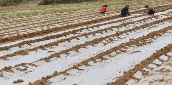 地膜大蒜高产种植方法技术 | 生活妙招