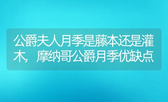 公爵夫人月季是藤本还是灌木,摩纳哥公爵月季优缺点 | 养殖科普