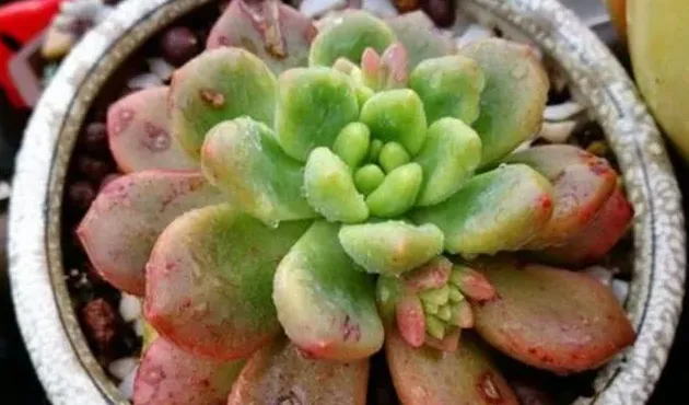 卧室内放什么绿色植物最好,家里养的绿色花多了会影响睡眠吗？