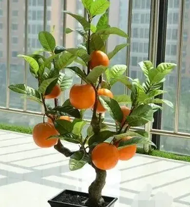 橘子花怎么养殖方法及注意事项,盆栽桔树的养殖方法？