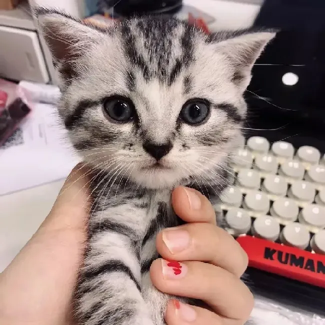 猫咪呕吐是怎么回事?,猫咪老是呕吐怎么回事？