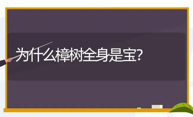 为什么樟树全身是宝? | 养殖技术大全