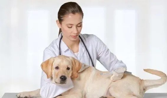 泰迪狗狗挑食不吃狗粮怎么办,泰迪犬不吃不喝怎么办？