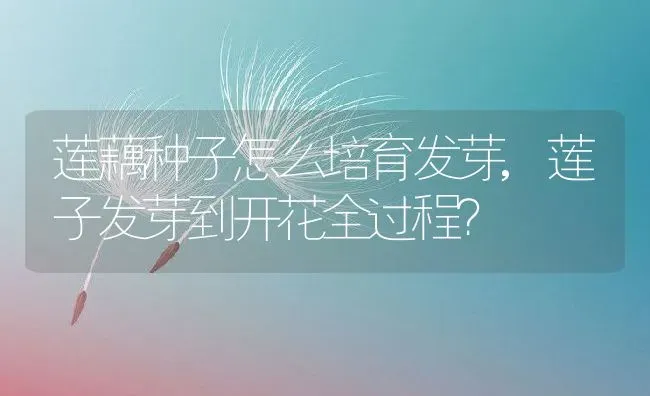 莲藕种子怎么培育发芽,莲子发芽到开花全过程？ | 养殖科普