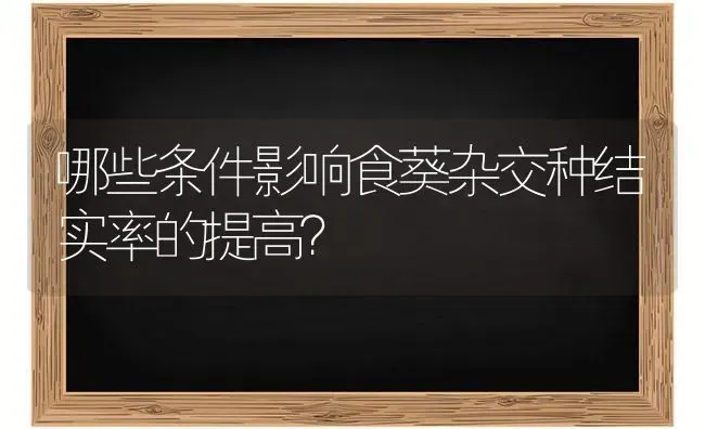 哪些条件影响食葵杂交种结实率的提高? | 养殖知识