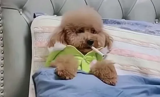 泰迪狗一生认几个主人,泰迪成年了还认第二个主人吗？