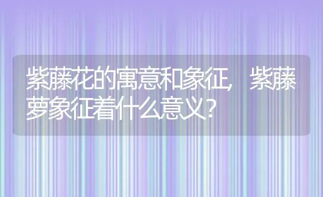 紫藤花的寓意和象征,紫藤萝象征着什么意义？ | 养殖科普