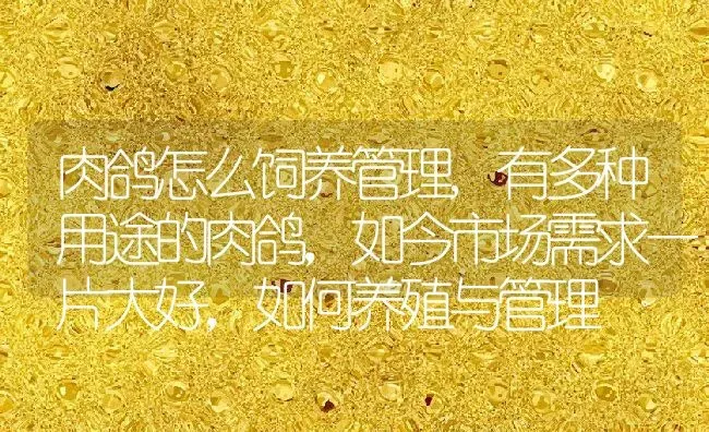 肉鸽怎么饲养管理,有多种用途的肉鸽，如今市场需求一片大好，如何养殖与管理 | 养殖学堂