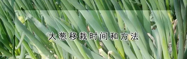 小葱移栽时间和方法,大葱移栽时间和方法？