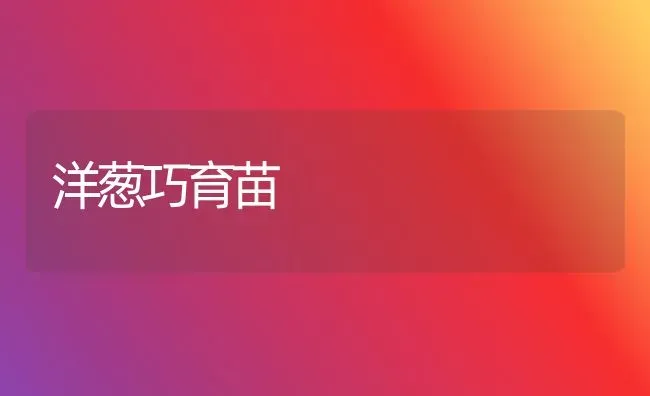 洋葱巧育苗 | 养殖知识