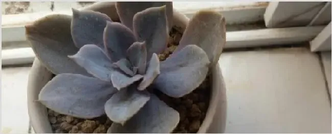 紫丁香花的特点是什么 | 农广天地