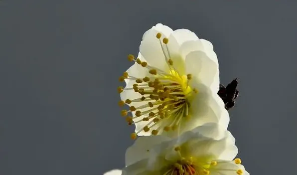 绿萼梅就是白梅花吗 | 妙招大全