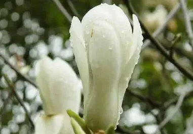 玉兰花是什么颜色的,玉兰花白色的好还是紫色的好？