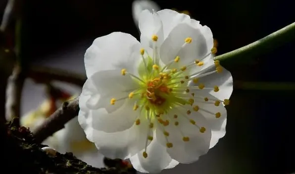 绿萼梅就是白梅花吗 | 妙招大全