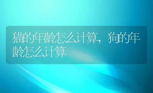 猫的年龄怎么计算,狗的年龄怎么计算 | 养殖科普