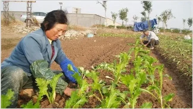 榨菜移栽技术和留种要点 | 生活妙招