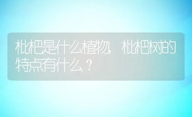 枇杷是什么植物,枇杷树的特点有什么？ | 养殖科普