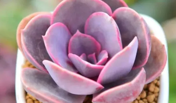 紫丁香花的特点是什么 | 农广天地