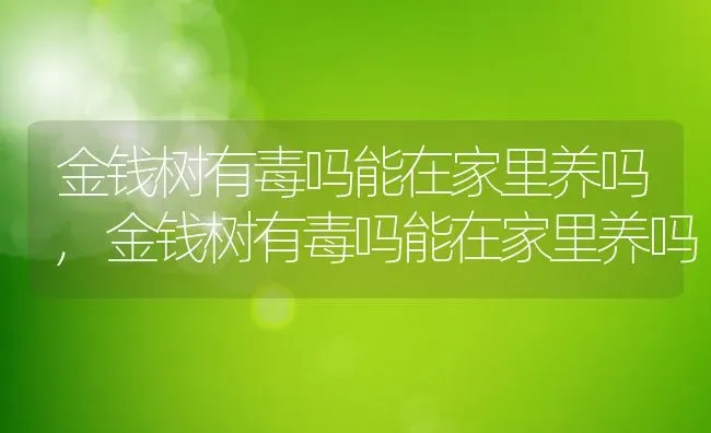 金钱树有毒吗能在家里养吗,金钱树有毒吗能在家里养吗 | 养殖科普