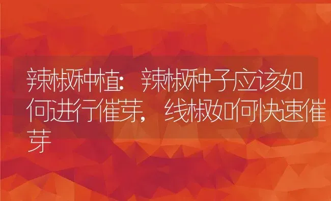 辣椒种植:辣椒种子应该如何进行催芽,线椒如何快速催芽 | 养殖学堂