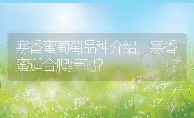 寒香蜜葡萄品种介绍,寒香蜜适合爬墙吗？ | 养殖科普