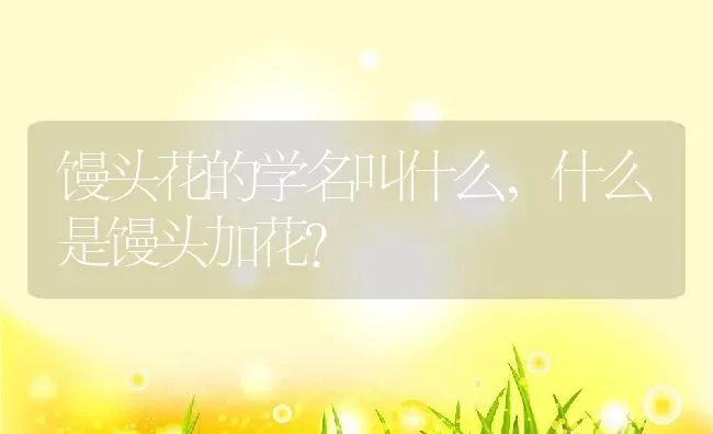 狗死后8小时会有意识吗,狗会拉帮结派么? | 养殖科普