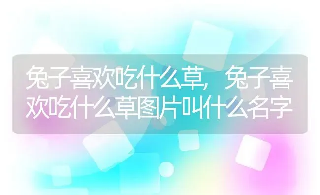 兔子喜欢吃什么草,兔子喜欢吃什么草图片叫什么名字 | 养殖科普
