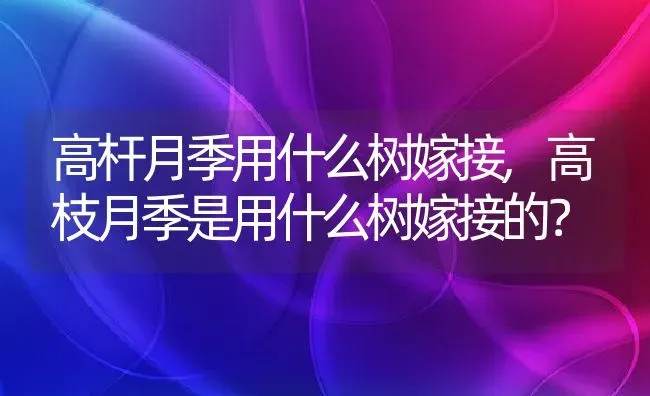 高杆月季用什么树嫁接,高枝月季是用什么树嫁接的？ | 养殖学堂