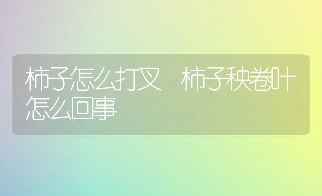 柿子怎么打叉 柿子秧卷叶怎么回事 | 养殖技术大全