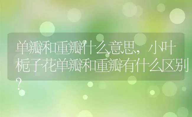 单瓣和重瓣什么意思,小叶栀子花单瓣和重瓣有什么区别？ | 养殖科普