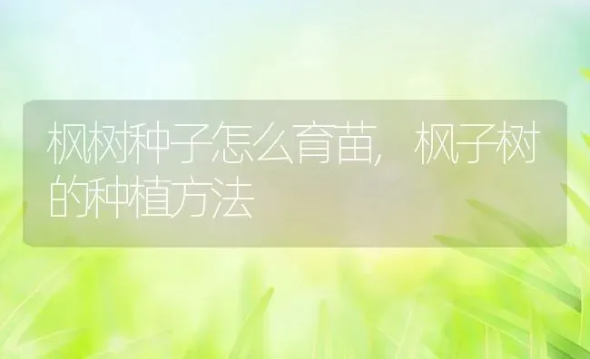 枫树种子怎么育苗,枫子树的种植方法 | 养殖学堂