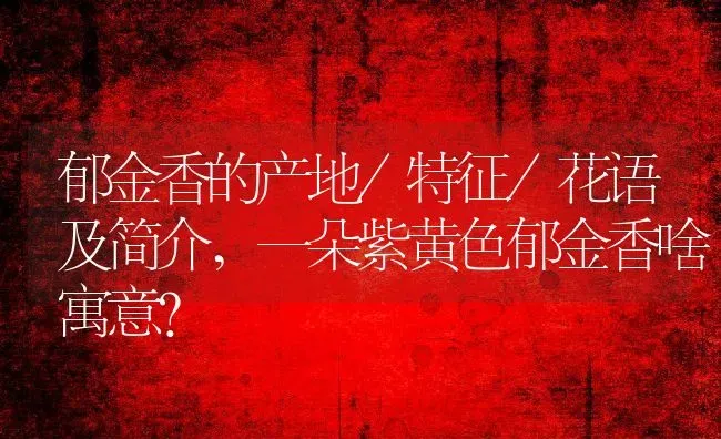 郁金香的产地/特征/花语及简介,一朵紫黄色郁金香啥寓意？ | 养殖科普