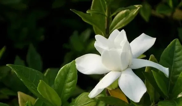 小叶栀子花怎么养,小叶栀子花换盆与养护的方法？